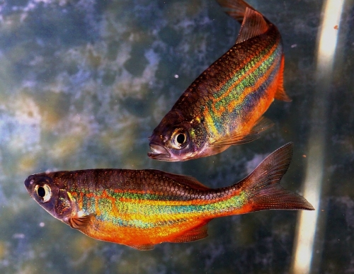 two colorful fish swimming together